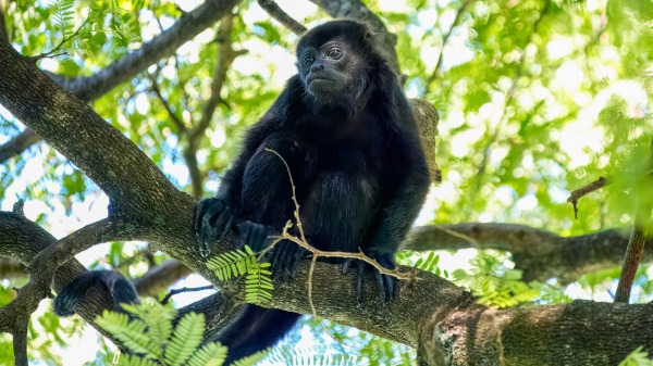 Costa_Rica_2024-12-07-14-17-04_ILCE-9M3_4553_02_02_2025.jpg
