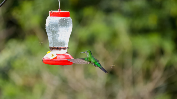 Costa_Rica_2024-12-08-14-59-53_ILCE-9M3_84_02_02_2025.jpg
