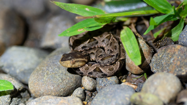 CostaRica_05.12.2024_22-11-10_CST_ILCE-1_11.jpg