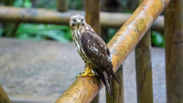 CostaRica_22.12.2024_15-21-32_CST_ILCE-9M3.jpg