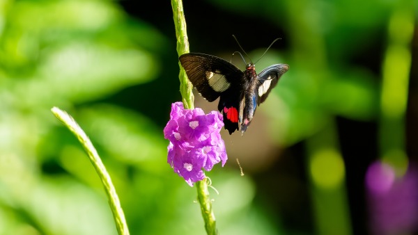 Costa_Rica_2024-12-14-08-02-24_ILCE-9M3_17478_02_02_2025.jpg