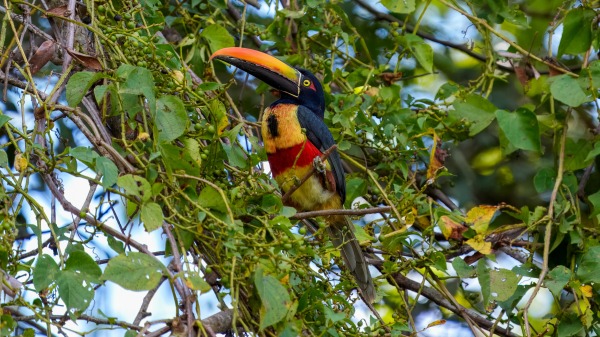 Costa_Rica_2024-12-14-13-12-46_ILCE-9M3_18794_02_02_2025.jpg