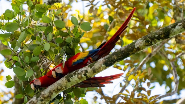 Costa_Rica_2024-12-14-13-28-14_ILCE-9M3_181_02_02_2025.jpg