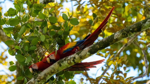 Costa_Rica_2024-12-14-13-28-14_ILCE-9M3_19399_02_02_2025.jpg