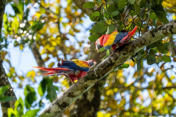 Costa_Rica_2024-12-14-13-28-23_ILCE-9M3_182_02_02_2025.jpg