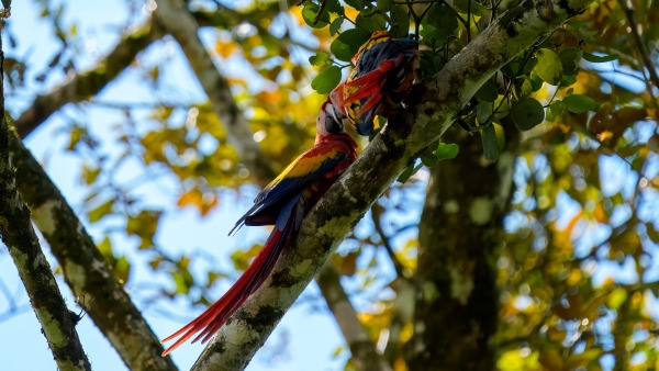 Costa_Rica_2024-12-14-13-29-00_ILCE-9M3_19686_02_02_2025.jpg