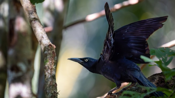 Costa_Rica_2024-12-14-13-39-03_ILCE-9M3_20225-Verbessert-RR_02_02_2025.jpg