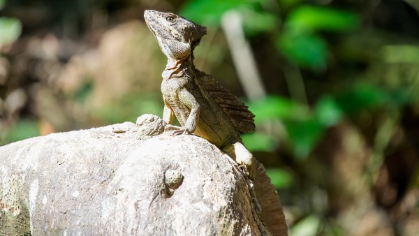 Costa_Rica_2024-12-14-13-53-47_ILCE-9M3_20969_02_02_2025.jpg