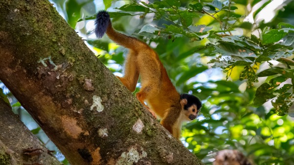 Costa_Rica_2024-12-14-14-02-13_ILCE-9M3_21308_02_02_2025.jpg