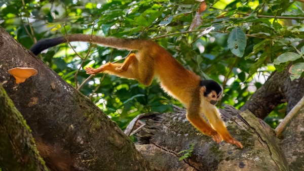 Costa_Rica_2024-12-14-14-02-16_ILCE-9M3_21392_02_02_2025.jpg