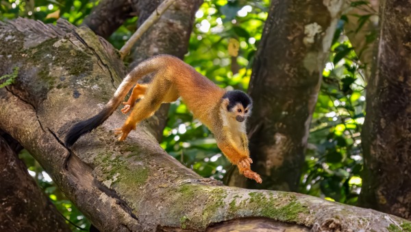 Costa_Rica_2024-12-14-14-02-17_ILCE-9M3_21401_02_02_2025.jpg