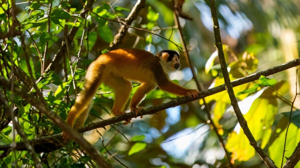 Costa_Rica_2024-12-14-14-02-55_ILCE-9M3_188_02_02_2025.jpg