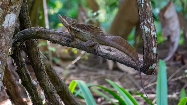 Costa_Rica_2024-12-14-14-04-10_ILCE-9M3_21605_02_02_2025.jpg