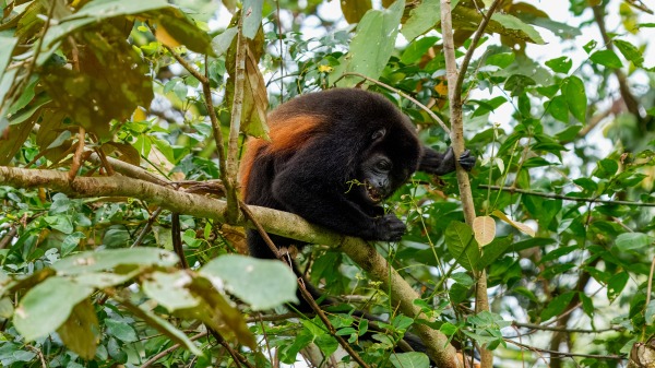 Costa_Rica_2024-12-14-15-08-48_ILCE-9M3_22377_02_02_2025.jpg