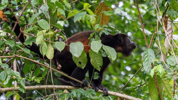 Costa_Rica_2024-12-14-15-09-47_ILCE-9M3_22504-Verbessert-RR_02_02_2025.jpg