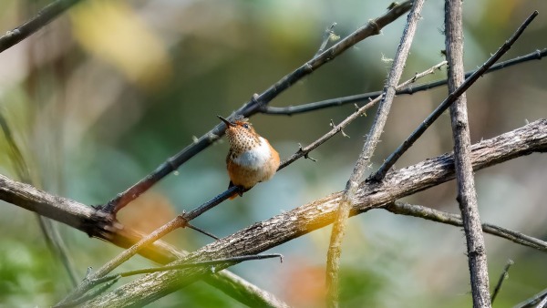 CostaRica_16.12.2024_12-10-17_CST_ILCE-9M3_02.jpg