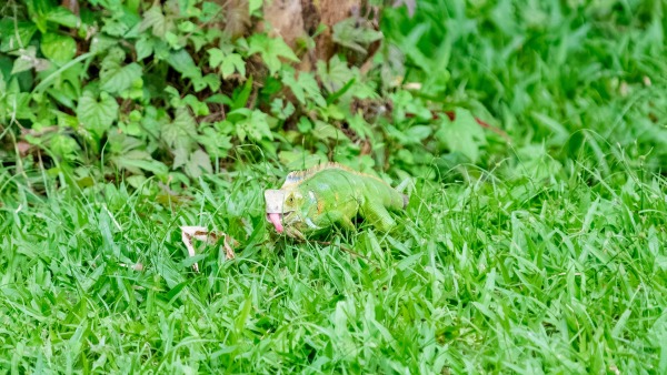 Costa_Rica_2024-12-10-15-50-33_ILCE-9M3_9725_02_02_2025.jpg