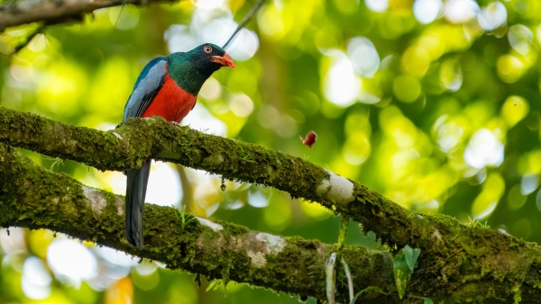 Costa_Rica_2024-12-11-08-33-26_ILCE-9M3_13792_02_02_2025.jpg