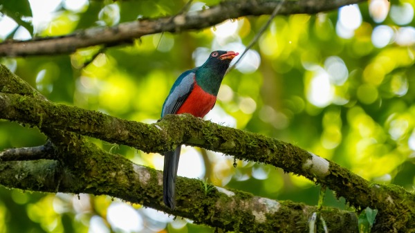 Costa_Rica_2024-12-11-08-33-26_ILCE-9M3_13800_02_02_2025.jpg