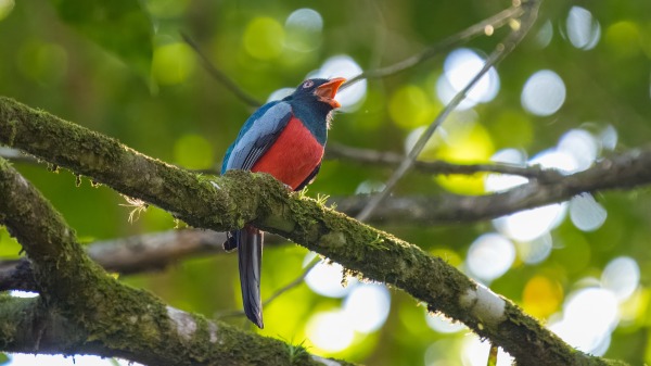 Costa_Rica_2024-12-11-08-39-29_ILCE-9M3_993_02_02_2025.jpg
