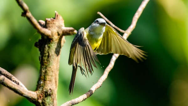 Costa_Rica_2024-12-11-09-33-29_ILCE-9M3_14494_02_02_2025.jpg