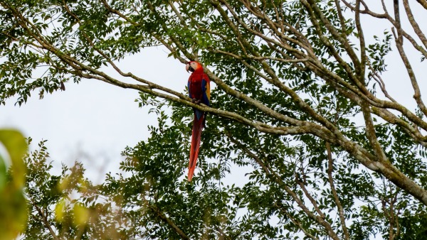 Costa_Rica_2024-12-11-13-45-17_ILCE-9M3_14917_02_02_2025.jpg