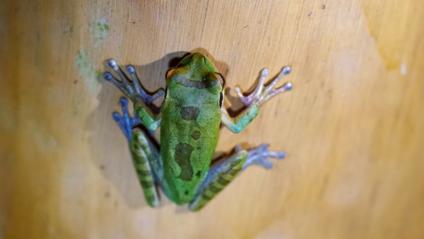 Costa_Rica_2024-12-12-18-18-55_ILCE-1_16795_02_02_2025.jpg