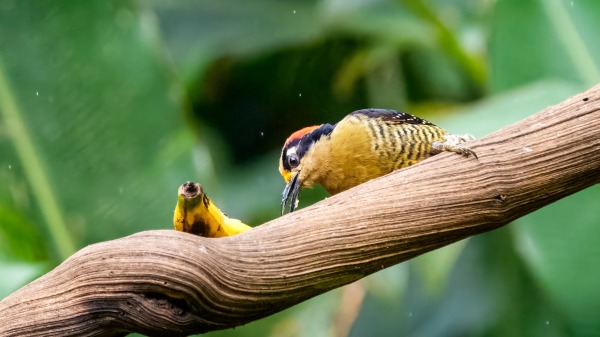 Costa_Rica_2024-12-17-13-20-52_ILCE-9M3_25454_02_02_2025.jpg