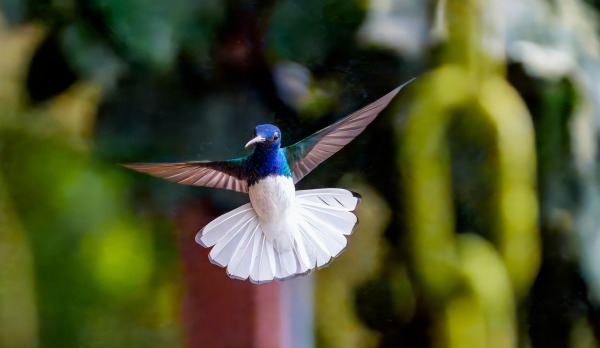 Costa_Rica_2024-12-17-13-25-57_ILCE-9M3_25541-Verbessert-RR_02_02_2025.jpg