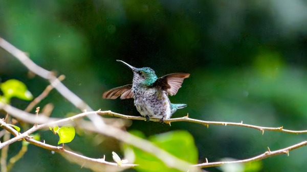 Costa_Rica_2024-12-17-13-28-04_ILCE-9M3_25817-Verbessert-RR_02_02_2025.jpg
