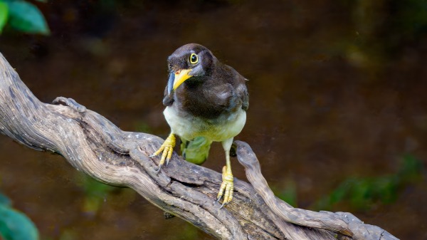 Costa_Rica_2024-12-17-13-32-48_ILCE-9M3_25955-Verbessert-RR_02_02_2025.jpg