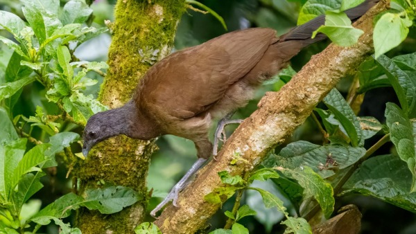 Costa_Rica_2024-12-17-13-52-41_ILCE-9M3_231_02_02_2025.jpg