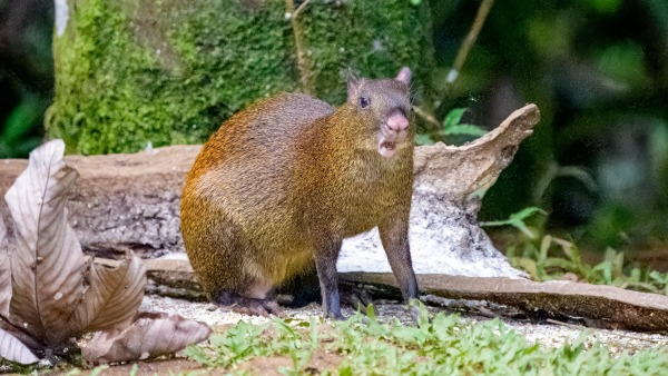 Costa_Rica_2024-12-17-16-17-09_ILCE-9M3_26421_02_02_2025.jpg