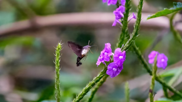 Costa_Rica_2024-12-17-16-31-09_ILCE-9M3_26577_02_02_2025.jpg