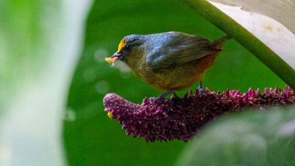 Costa_Rica_2024-12-18-16-23-40_ILCE-1_262_02_02_2025.jpg