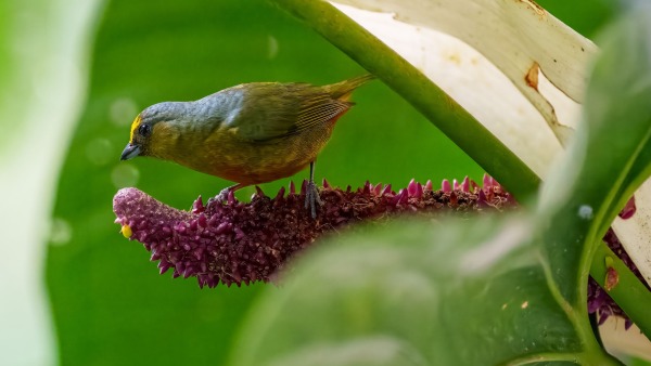 Costa_Rica_2024-12-18-16-24-46_ILCE-1_263_02_02_2025.jpg