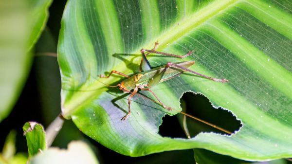 Costa_Rica_2024-12-18-19-14-12_ILCE-1_266_02_02_2025.jpg