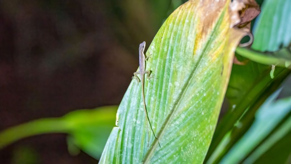 Costa_Rica_2024-12-18-19-16-18_ILCE-1_267_02_02_2025.jpg
