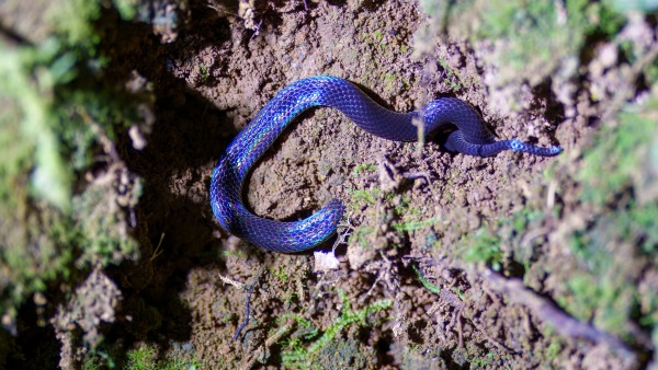 Costa_Rica_2024-12-18-19-31-37_ILCE-1_269_02_02_2025.jpg