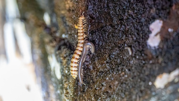 Costa_Rica_2024-12-18-19-41-13_ILCE-1_273_02_02_2025.jpg