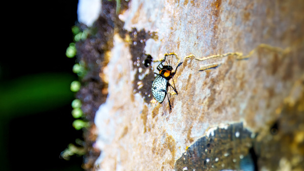 Costa_Rica_2024-12-18-19-42-00_ILCE-1_274_02_02_2025.jpg