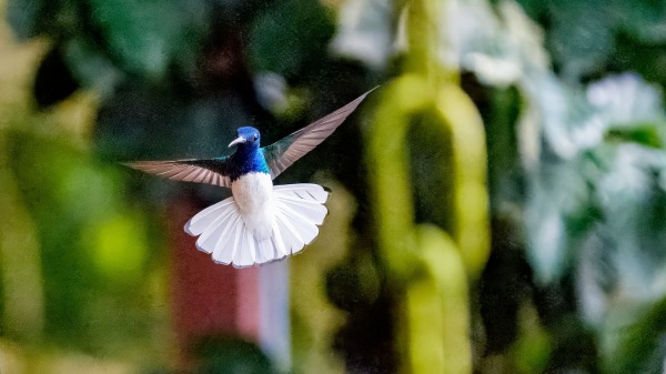 CostaRica_17.12.2024_15-19-27_CST_ILCE-9M3_02.jpg