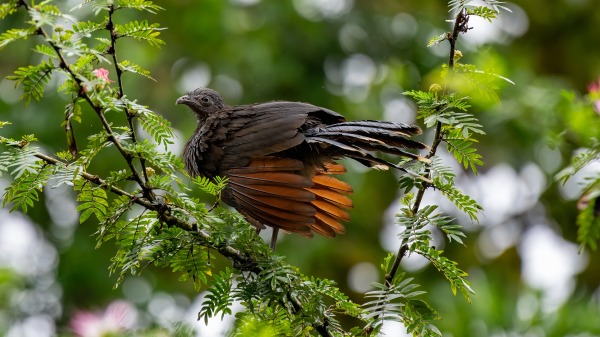 Der grauköpfige Chachalaca ist ein Mitglied einer alten Gruppe von Vögeln der Familie Cracidae, zu der Chachalacas, Guans und Curassows gehören. Sie kommt von Honduras bis Kolumbien vor. Der Graukopfguan gehört zu den Hokkohühnern, einer alten Vogelfamilie, wird aber im spanischen Sprachraum häufig taxonomisch unkorrekt als Pavo (Truthahn) oder Faisán (Fasan) bezeichnet. Der ca. 50 cm große und 500 gr. schwere Vogel tritt meist in kleinen Schwärmen von 6 – 12 Tieren auf, lebt im lichten Unterholz offener Baumbestände des tropischen Tieflandes und ernährt sich von Obst, Früchten, Beeren, zarten Baumtrieben und gelegentlich Insekten.