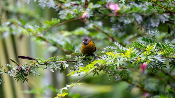 Costa_Rica_2024-12-04-08-17-47_ILCE-1_93-Verbessert-RR_02_02_2025.jpg