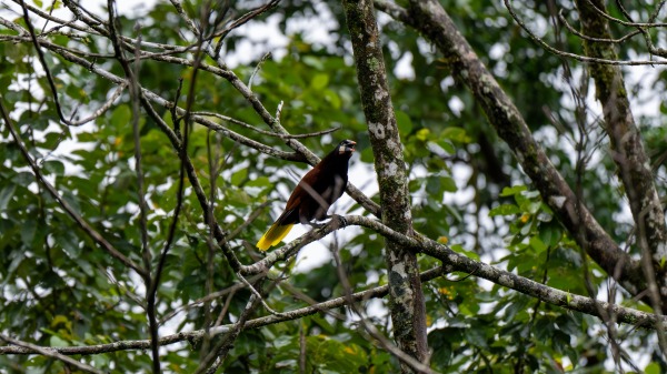 Costa_Rica_2024-12-04-08-19-21_ILCE-1_136-Verbessert-RR_02_02_2025.jpg