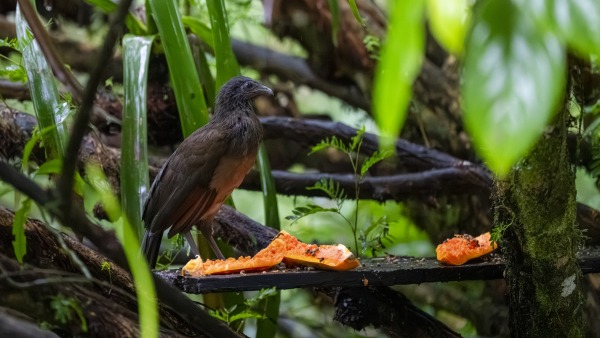 Graukopfguan - Ortalis cinereiceps - Grey-headed Chachalaca - Chachalaca cabecigrís