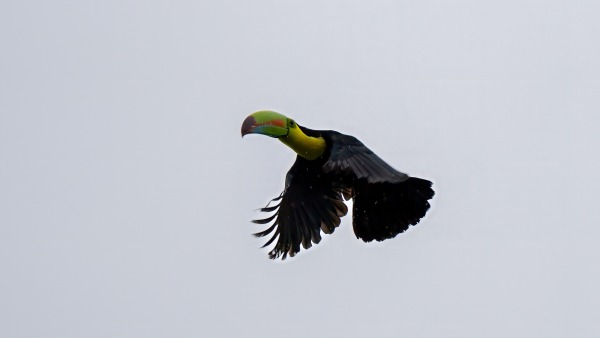 Costa_Rica_2024-12-04-08-37-39_ILCE-1_261-Bearbeitet_02_02_2025.jpg