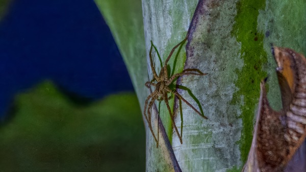 Costa_Rica_2024-12-05-17-41-12_ILCE-1_1158_02_02_2025.jpg