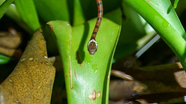 Costa_Rica_2024-12-05-18-03-39_ILCE-1_1195-2_02_02_2025.jpg