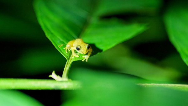 Costa_Rica_2024-12-05-18-17-13_ILCE-1_1218_02_02_2025.jpg